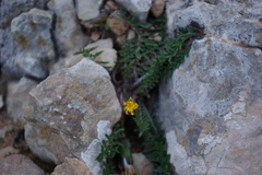 Taraxacum tenuisectum