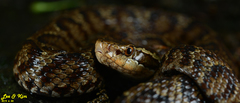 Gloydius tsushimaensis