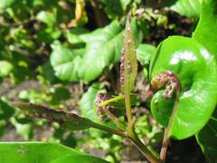 Mallothrips giliomeei