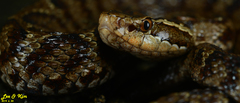Gloydius tsushimaensis