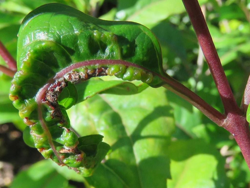 Mallothrips