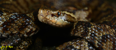 Gloydius tsushimaensis