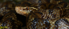 Gloydius tsushimaensis