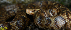 Gloydius tsushimaensis
