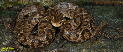 Gloydius tsushimaensis