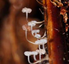 Mycena albidocapillaris