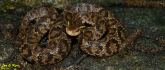 Gloydius tsushimaensis