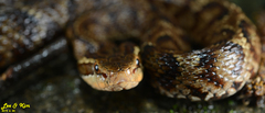 Gloydius tsushimaensis