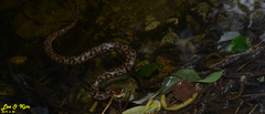 Gloydius tsushimaensis