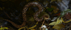 Gloydius tsushimaensis