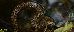 Gloydius tsushimaensis
