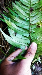 Dryopteris hirtipes