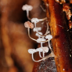 Mycena albidocapillaris