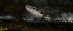 Gloydius tsushimaensis