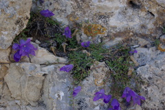 Campanula petrophila