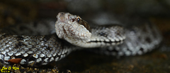 Gloydius tsushimaensis