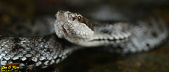 Gloydius tsushimaensis