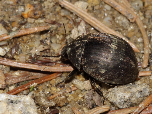 Byrrhus glabratus