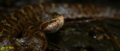 Gloydius tsushimaensis
