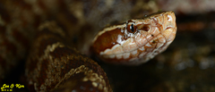 Gloydius tsushimaensis