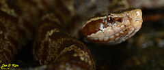 Gloydius tsushimaensis