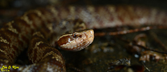 Gloydius tsushimaensis