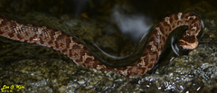 Gloydius tsushimaensis
