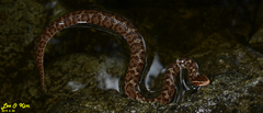 Gloydius tsushimaensis