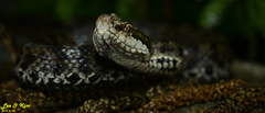 Gloydius tsushimaensis