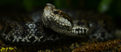 Gloydius tsushimaensis