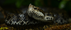 Gloydius tsushimaensis