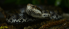 Gloydius tsushimaensis