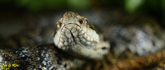 Gloydius tsushimaensis
