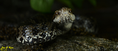Gloydius tsushimaensis