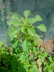 Acalypha ciliata