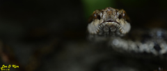 Gloydius tsushimaensis
