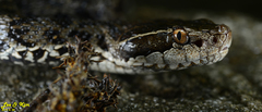 Gloydius tsushimaensis