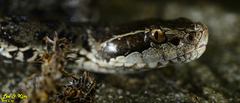 Gloydius tsushimaensis