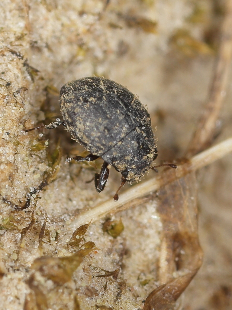 Spiny pill beetle