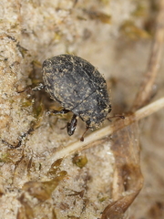 Chaetophora spinosa