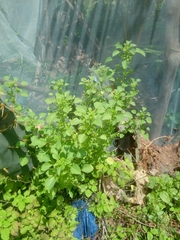 Acalypha ciliata
