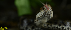 Gloydius tsushimaensis
