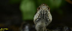Gloydius tsushimaensis