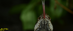 Gloydius tsushimaensis
