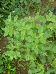 Acanthospermum hispidum