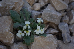 Arabis farinacea