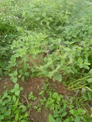 Acanthospermum hispidum