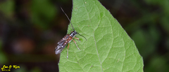 Glenea relicta