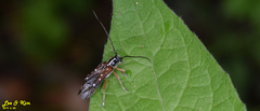 Glenea relicta