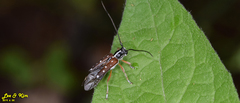 Glenea relicta
